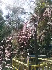 新田神社の自然