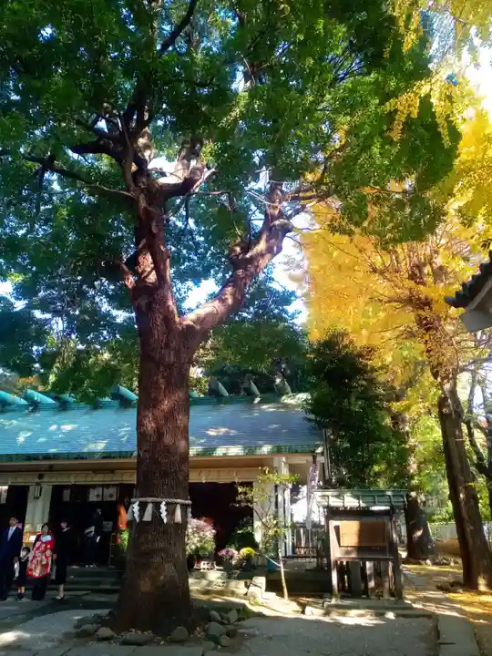 駒込天祖神社の自然