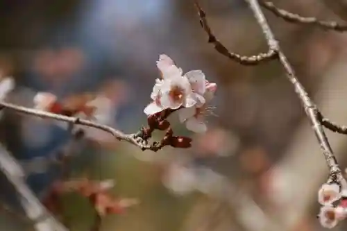 鹿島大神宮の自然