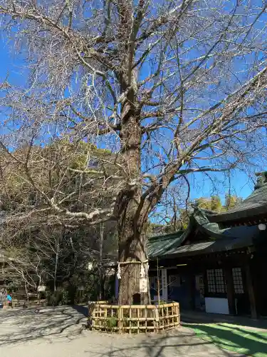 大宮八幡宮の{uncategorized: "未分類", other: "その他", undefined: "問題あり", building: "その他建物", grave: "お墓", sacred_gate: "鳥居", guardian: "狛犬", statue: "像", buddha: "仏像", history: "歴史", nature: "自然", garden: "庭園", animal: "動物", pagoda: "塔", temizu: "手水舎", mountain_gate: "山門・神門", sanctuary: "本殿・本堂", subordinate: "末社・摂社", art: "芸術", scenery: "景色", jizo: "地蔵", ema: "絵馬", goshuin: "御朱印", omikuji: "おみくじ", items: "授与品その他", amulet: "お守り", goshuincho: "御朱印帳", eats: "食事", festival: "お祭り", votive_dance: "神楽", shichigosan: "七五三参", wedding: "結婚式", experience: "体験その他", initially: "初詣", around: "周辺", anti_infection: "感染症対策"}
