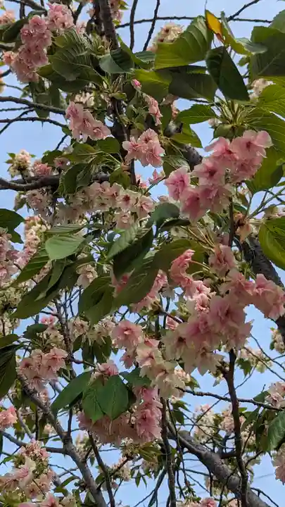 六孫王神社(京都府)