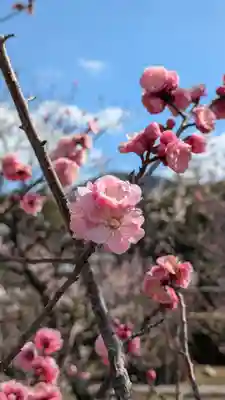 隨心院（随心院）(京都府)
