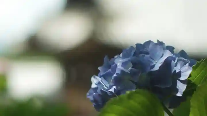 岡寺(龍蓋寺)(奈良県)