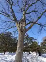 厚別神社の自然