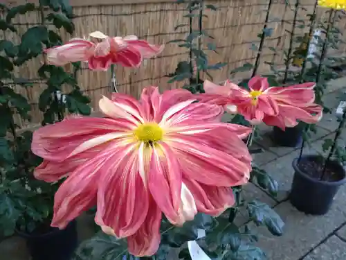 彌彦神社(新潟県)