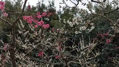 北野天満宮(京都府)