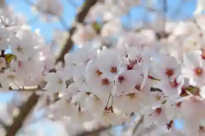 本山専修寺(三重県)
