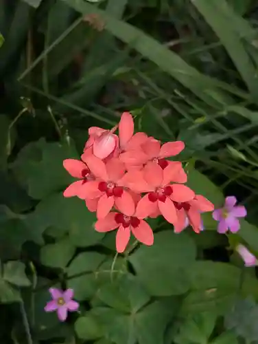 日枝大神社(神奈川県)