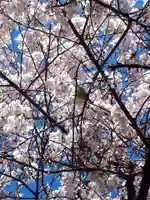 秋葉神社の動物