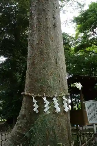 前鳥神社の自然