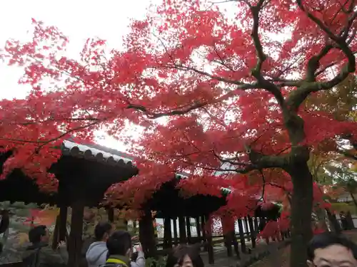 東福禅寺（東福寺）の自然