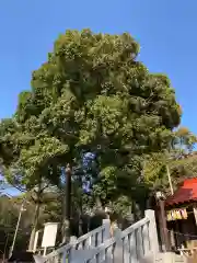 思金神社の自然