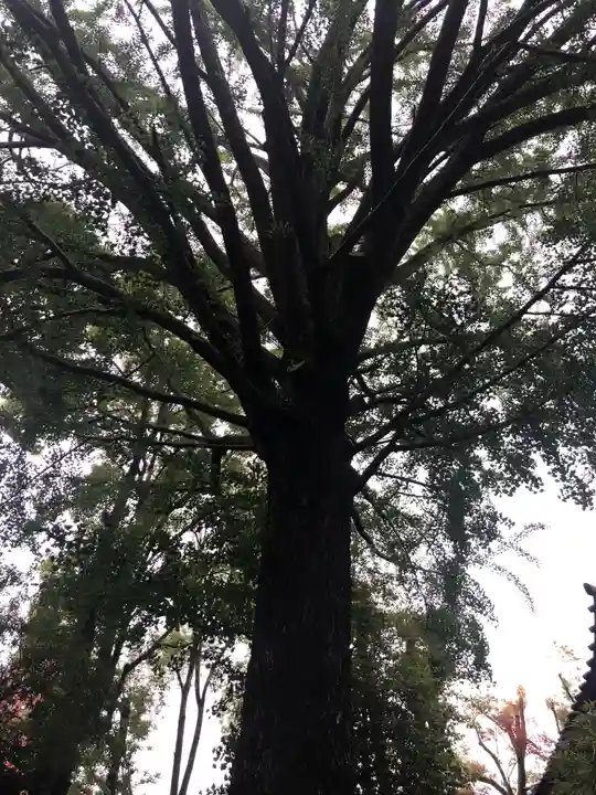 田無神社の自然
