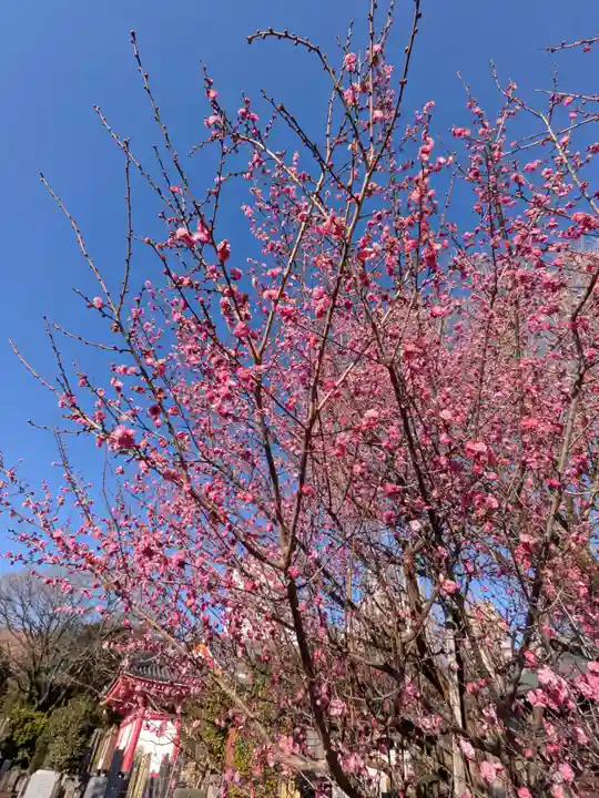 成願寺(東京都)