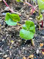土津神社|こどもと出世の神さまの自然