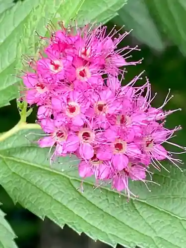 粟嶋堂宗徳寺の自然