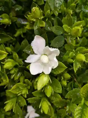 十寄神社(東京都)