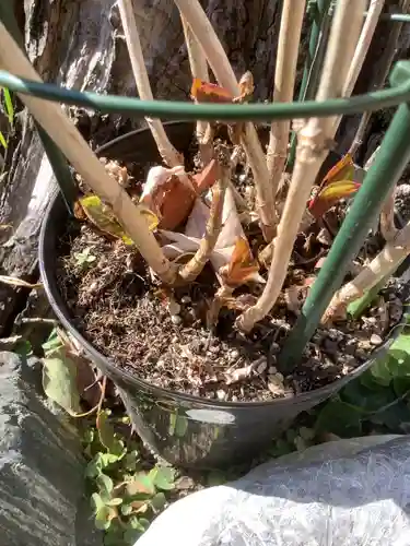 三輪神社の自然