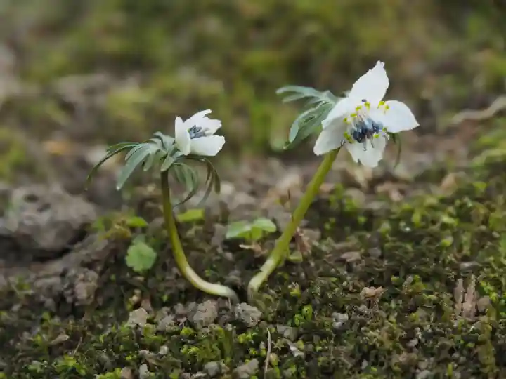 浄妙寺の{uncategorized: "未分類", other: "その他", undefined: "問題あり", building: "その他建物", grave: "お墓", sacred_gate: "鳥居", guardian: "狛犬", statue: "像", buddha: "仏像", history: "歴史", nature: "自然", garden: "庭園", animal: "動物", pagoda: "塔", temizu: "手水舎", mountain_gate: "山門・神門", sanctuary: "本殿・本堂", subordinate: "末社・摂社", art: "芸術", scenery: "景色", jizo: "地蔵", ema: "絵馬", goshuin: "御朱印", omikuji: "おみくじ", items: "授与品その他", amulet: "お守り", goshuincho: "御朱印帳", eats: "食事", festival: "お祭り", votive_dance: "神楽", shichigosan: "七五三参", wedding: "結婚式", experience: "体験その他", initially: "初詣", around: "周辺", anti_infection: "感染症対策"}