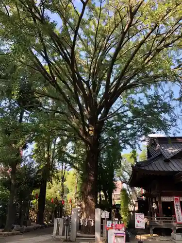 田無神社の自然