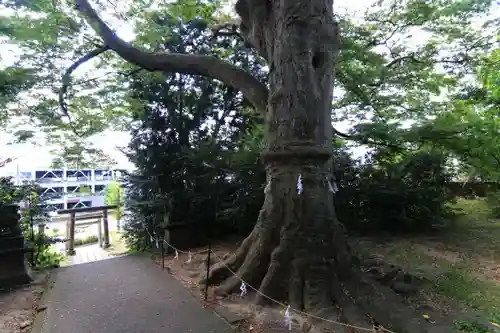 愛宕神社の鳥居