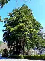 諏訪神社の自然