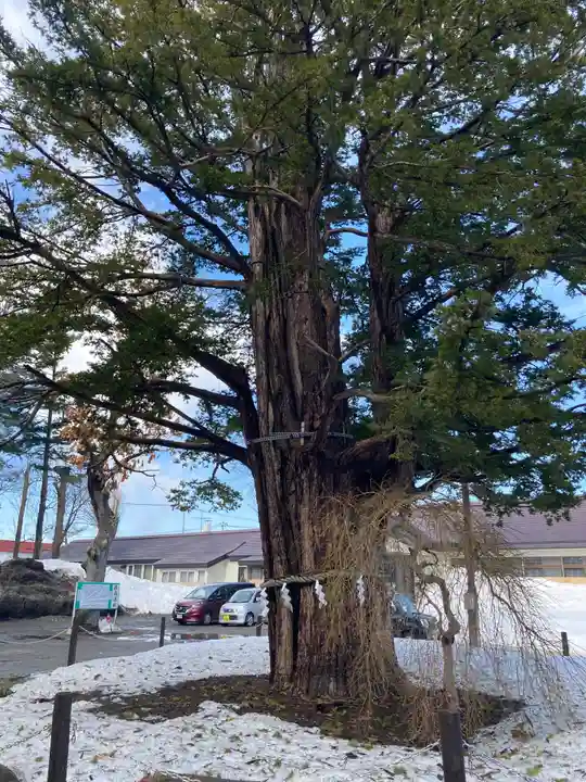 豊栄神社の自然