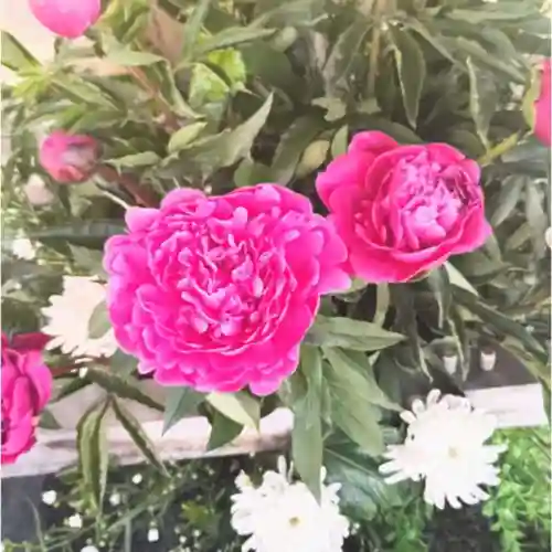 彌彦神社　(伊夜日子神社)(北海道)