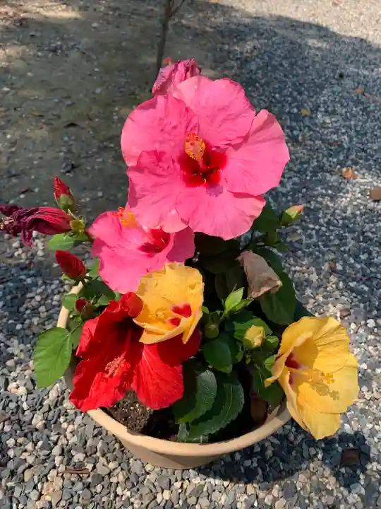 彌都加伎神社の自然