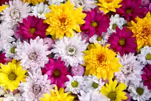 伊達神社の手水舎(2022年03月28日(月) 17時52分49秒投稿)