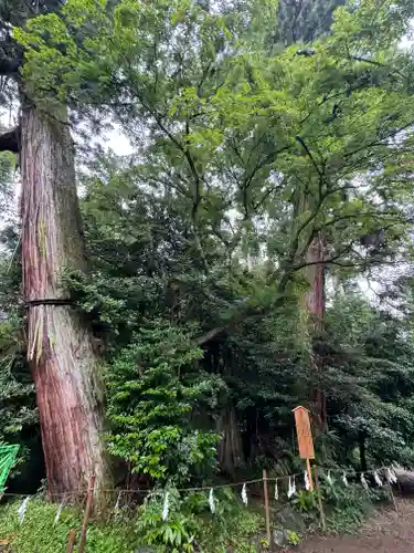 香取神宮の自然