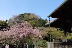 妙本寺(神奈川県)