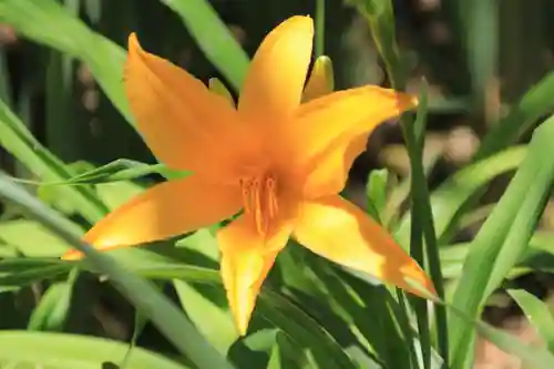 開成山大神宮の自然