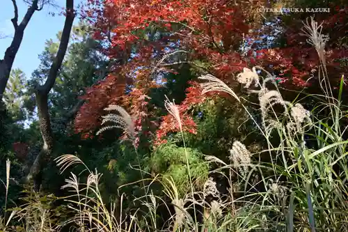 高尾山薬王院の景色