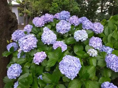 妙法寺(東京都)