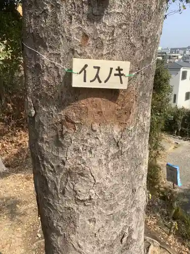 城山八幡宮の自然