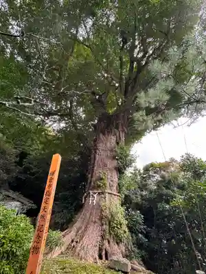 荏柄天神社の自然