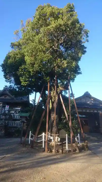 村國真墨田神社の自然
