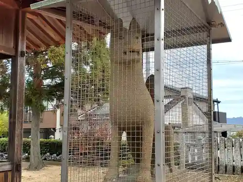 稲荷神社の狛犬