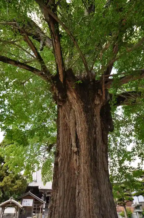 地蔵寺(徳島県)
