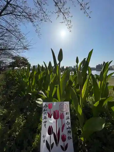 白山神社の御朱印