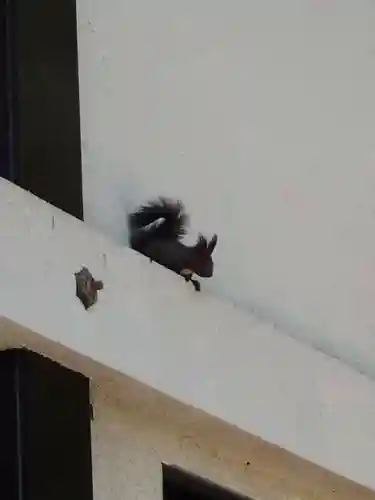 茂岩神社の動物