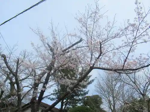 妙劍神社の自然