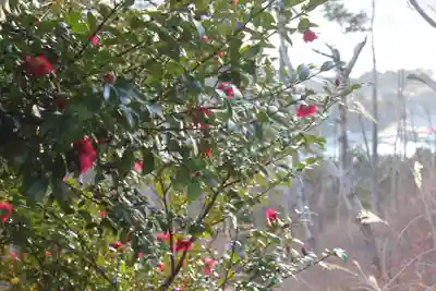 愛宕神社の自然