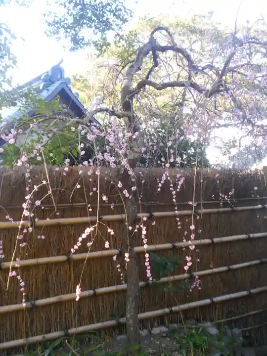 荏柄天神社の自然