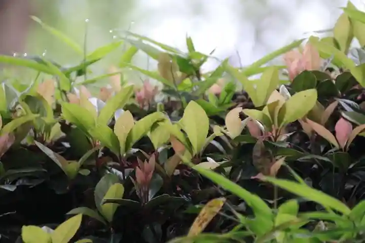 阿久津「田村神社」(郡山市阿久津町)旧社名:伊豆箱根三嶋三社の自然