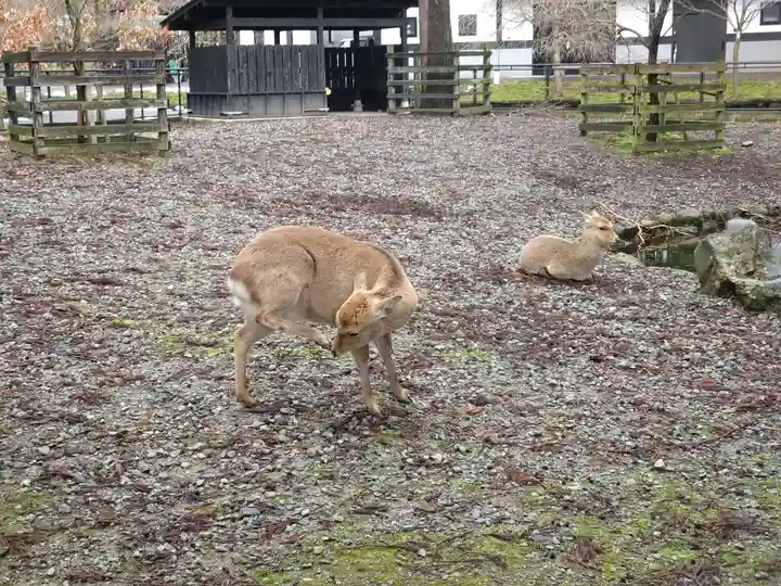 彌彦神社(新潟県)