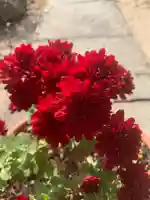 豊景神社の自然