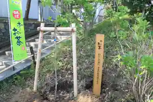 伊勢山皇大神宮(神奈川県)(2021年04月13日(火) 13時37分14秒投稿)