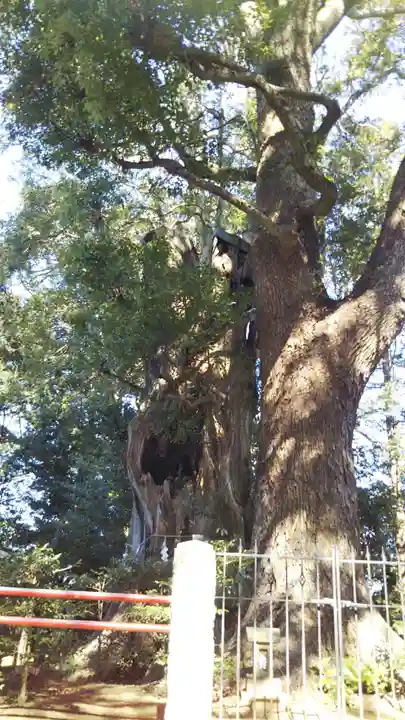神崎神社の自然